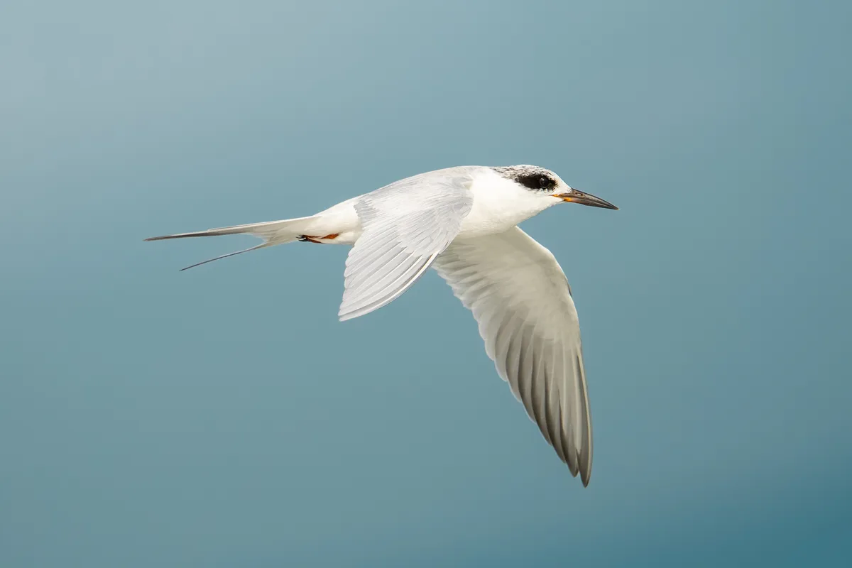 in-flight